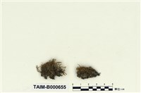 藏品(東亞澤苔)的圖片